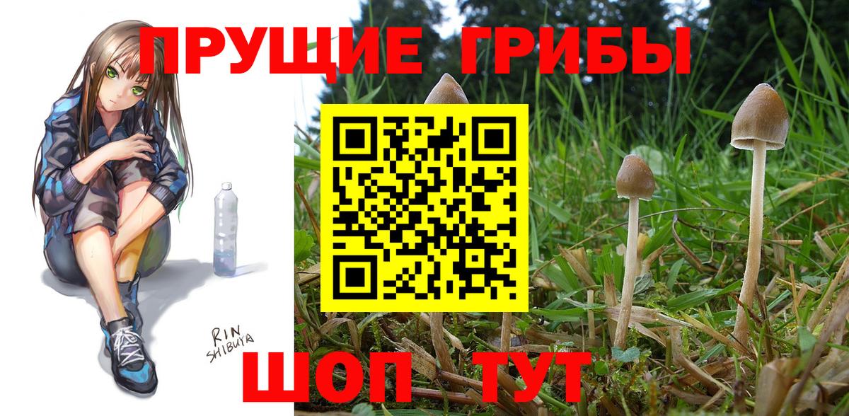 Псилоцибиновые грибы прущие грибы Кудрово